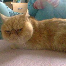 Exotic Gino Larenco R,I.P <3 /;