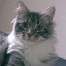 Blanding af racer Curu