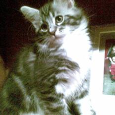 Blanding af racer Curu