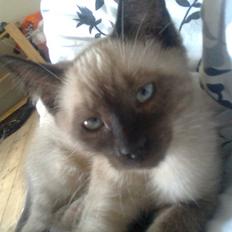 Blanding af racer Janus