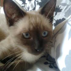 Blanding af racer Janus