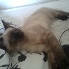 Blanding af racer Janus