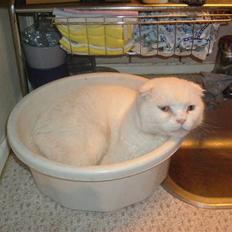 Scottish Fold R.I.P TT