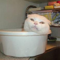 Scottish Fold R.I.P TT