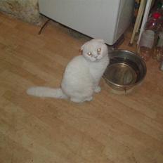 Scottish Fold R.I.P TT