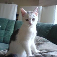 Blanding af racer sille