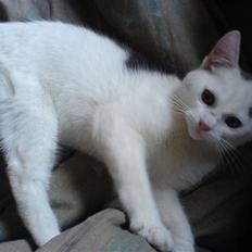 Blanding af racer sille