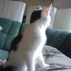 Blanding af racer sille