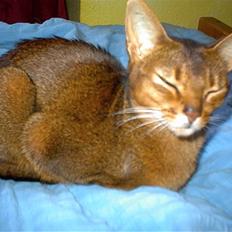 Abyssinier Passat af Khartoum