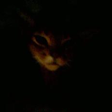 Abyssinier Passat af Khartoum