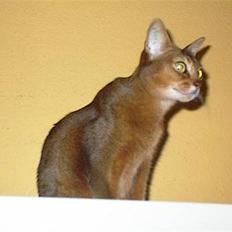 Abyssinier Passat af Khartoum