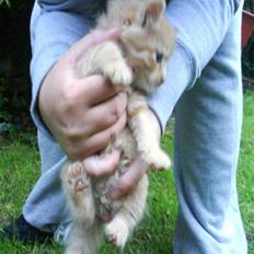 Blanding af racer Mille