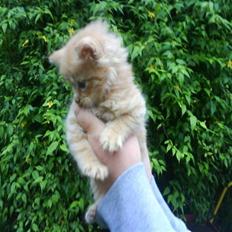 Blanding af racer Mille