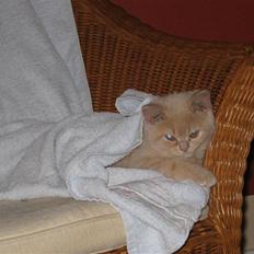 Blanding af racer Uber