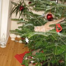 Blanding af racer Uber