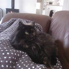 Blanding af racer Mimse