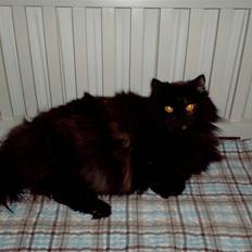 Blanding af racer Mimse