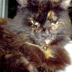 Blanding af racer Mimse