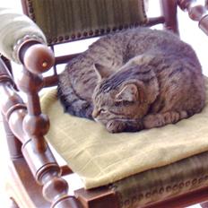 Huskat mille R.I.P )':