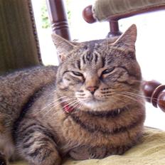 Huskat mille R.I.P )':