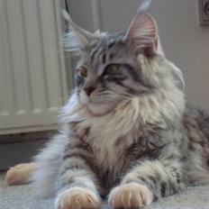 Maine Coon DK Rushcutter's United