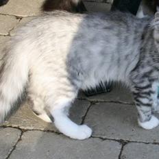 Maine Coon DK Rushcutter's United