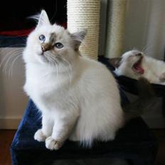 Hellig Birma Lille My's Sigurd