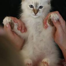 Hellig Birma Lille My's Sigurd