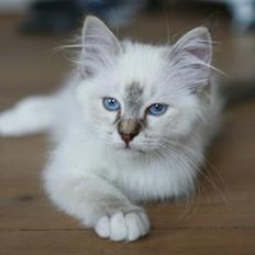 Hellig Birma Lille My's Sigurd