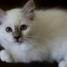 Hellig Birma Giaguyons Baloo - R.I.P