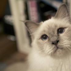 Hellig Birma Giaguyons Baloo - R.I.P