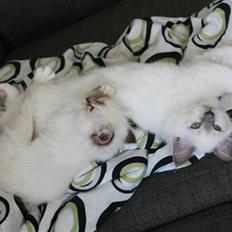 Hellig Birma Giaguyons Baloo - R.I.P