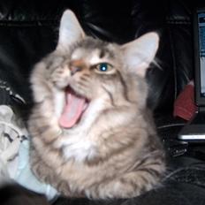 Norsk Skovkat Tutter