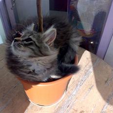 Norsk Skovkat Tutter