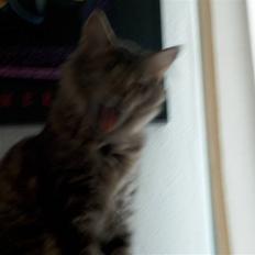 Norsk Skovkat Tutter