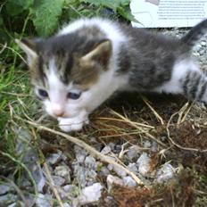 Blanding af racer Skimmel *Vildkat*