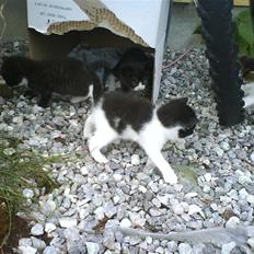 Blanding af racer Plet *Vildkat*