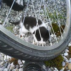 Blanding af racer Plet *Vildkat*