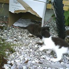 Blanding af racer Plet *Vildkat*