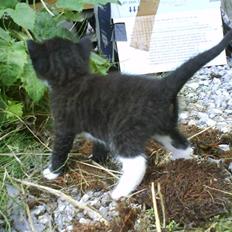 Blanding af racer Basse *Vildkat*