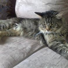 Maine Coon aslan