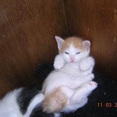 Japanese Bobtail Timian's Yuudai