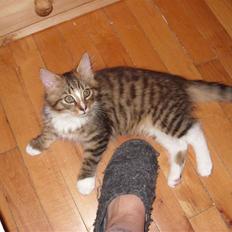 Blanding af racer Alfa