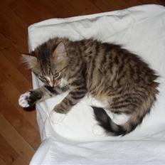 Blanding af racer Alfa