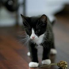 Blanding af racer Peanut