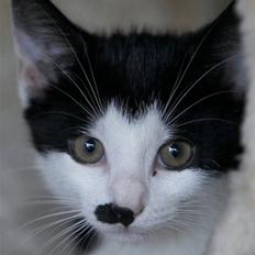 Blanding af racer Chaplin