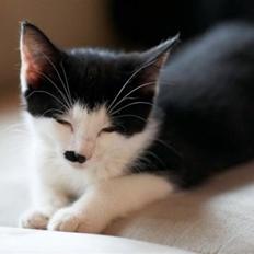 Blanding af racer Chaplin