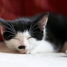 Blanding af racer Chaplin