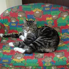 Huskat Tino forsvundet