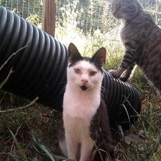 Huskat Frederik R.I.P